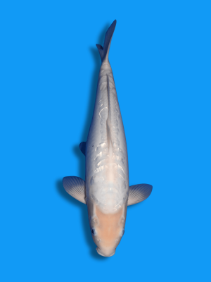 Big Scale Ginrin Kumonryu | Koi&Co.